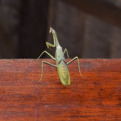 Stagmatoptera supplicaria