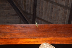 Stagmatoptera supplicaria