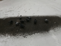 Columba livia domestica