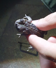 Rhinella dorbignyi