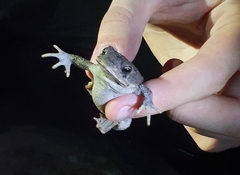 Rhinella dorbignyi
