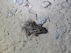 Leptodactylus latinasus