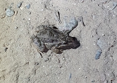 Leptodactylus latinasus