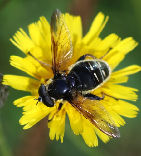 Narrow-banded Pond Fly photo 3