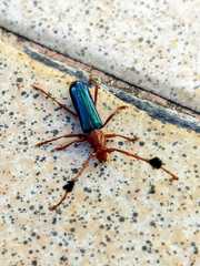 Compsocerus violaceus