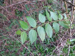 Ziziphus oenopolia