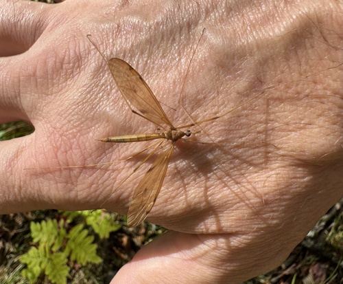 Unknown species found near Forge River Conservation Area, Raynham, MA, US