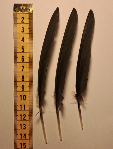 Plume de Cormoran pygmée