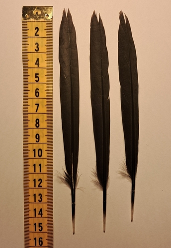 Plume de Cormoran pygmée
