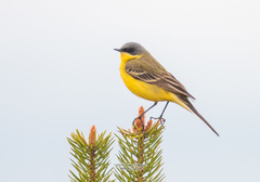 Motacilla flava thunbergi