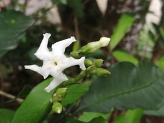 Tabernaemontana ventricosa