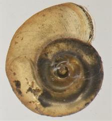 Gyraulus costulatus