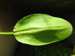 Alisma plantago-aquatica