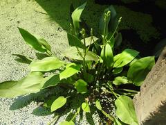 Alisma plantago-aquatica