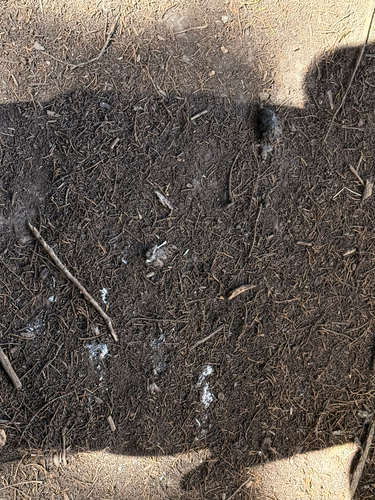 View observation of {o.common_name} on iNaturalist