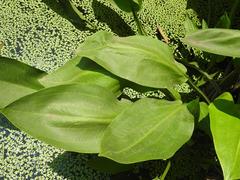 Alisma plantago-aquatica