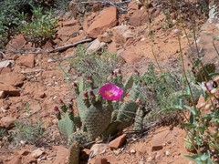 Opuntia aurea