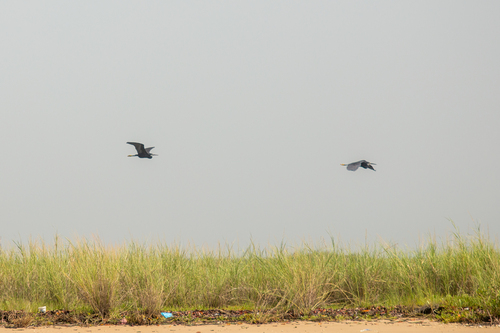Western Reef Heron