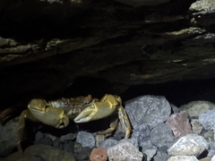Geograpsus crinipes