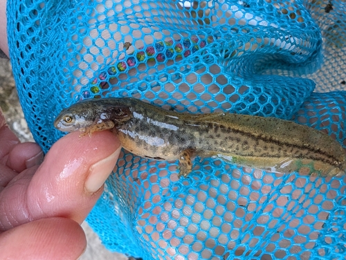Palmate Newt, 07700 Bourg-Saint-Andéol, France, photo 8 of 10