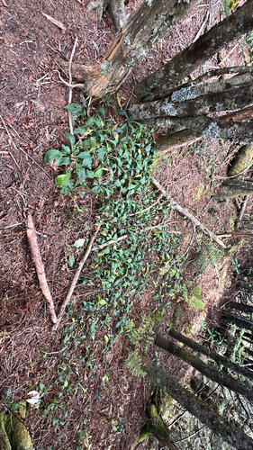 Solidago glomerata, photograph 6