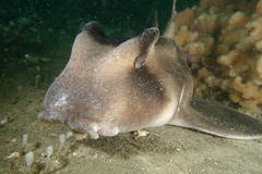 Crested Bullhead Shark photo 4
