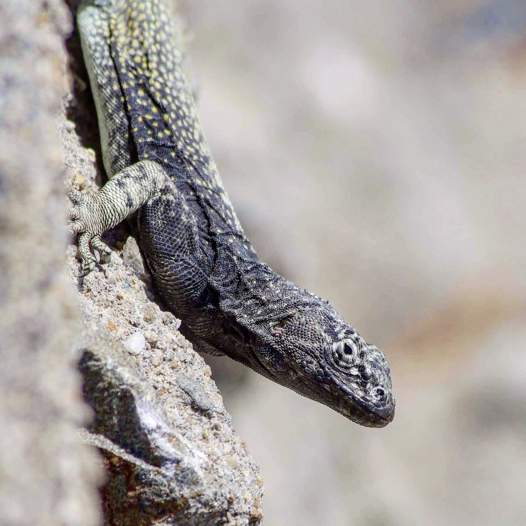 Atacamen Pacific Iguana