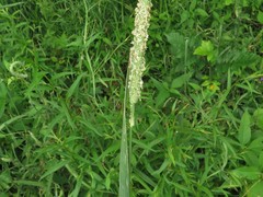 Phleum pratense pratense