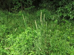 Phleum pratense pratense