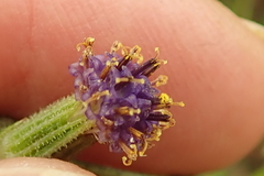 Senecio discodregeanus