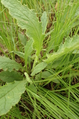 Senecio discodregeanus