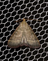 Hypsopygia decoloralis
