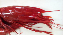 Aristaeopsis edwardsiana