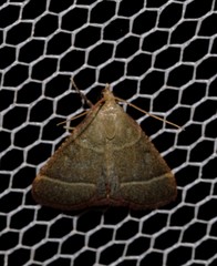 Hypsopygia decoloralis
