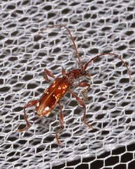 Coptocercus biguttatus