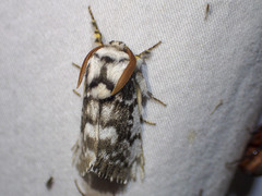 Porela vitulina