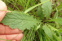 Senecio discodregeanus