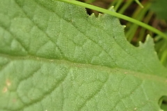 Senecio discodregeanus