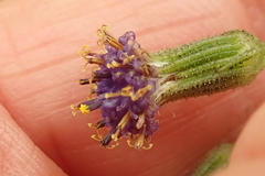 Senecio discodregeanus