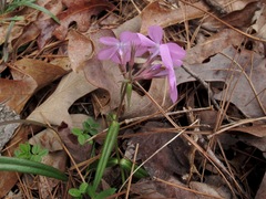 Phlox pilosa pilosa