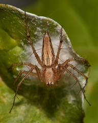 Oxyopes