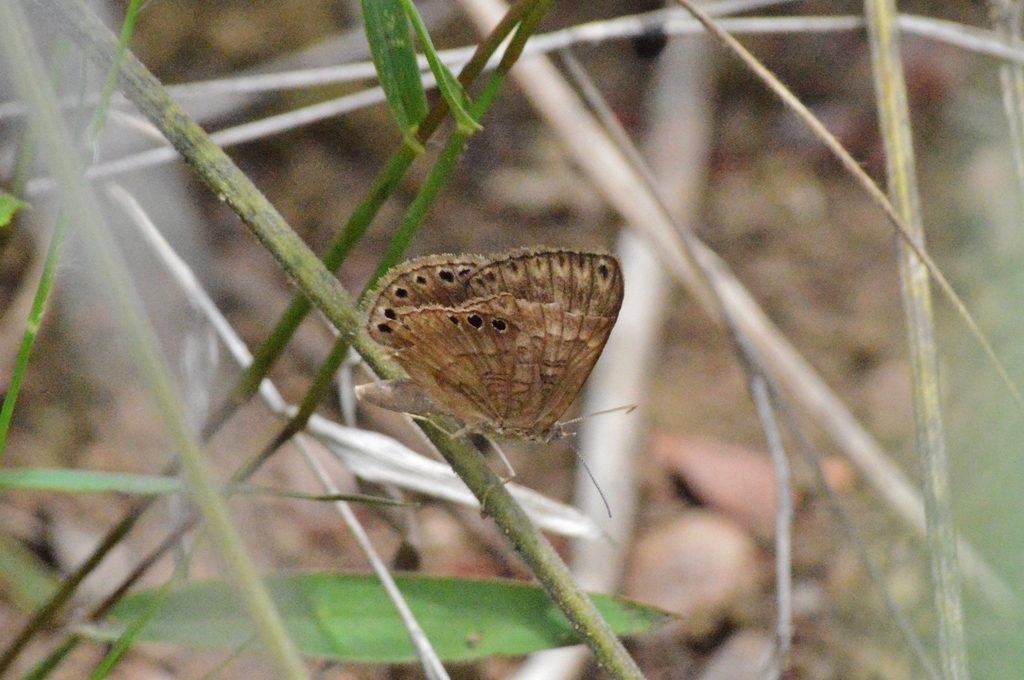 Aricoris emeryi