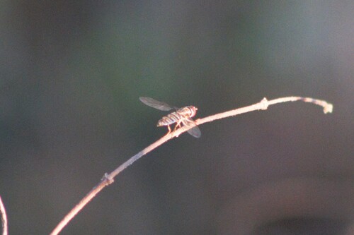 Unknown species found near Morgan County, US-MO, US