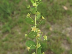 Phyllanthopsis phyllanthoides