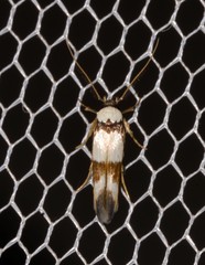 Stathmopoda mannophora