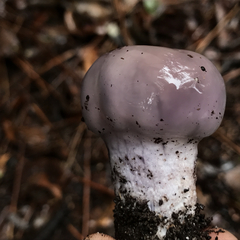 Cortinarius cylindripes