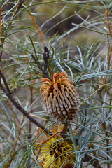 Banksia sphaerocarpa