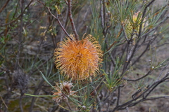Banksia sphaerocarpa