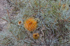 Banksia sphaerocarpa