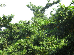 Terminalia catappa